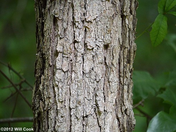 Swamp White Oak (Quercus bicolor) bark