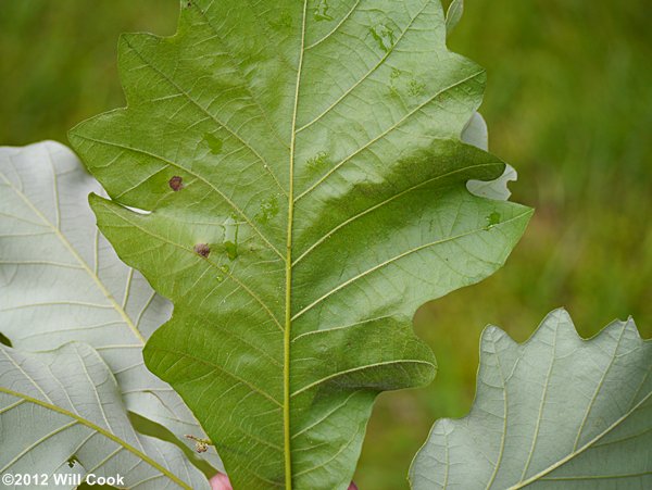 Swamp White Oak (Quercus bicolor)