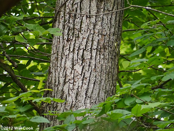 Swamp White Oak (Quercus bicolor) bark