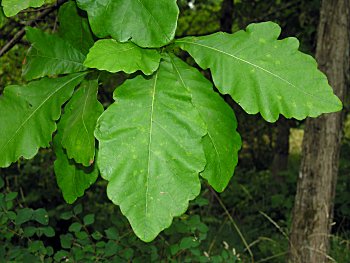 Swamp White Oak (Quercus bicolor)