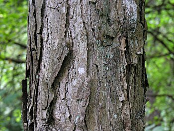 Swamp White Oak (Quercus bicolor)