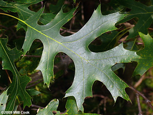 Scarlet Oak (Quercus coccinea)