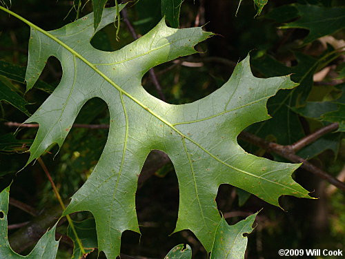 Scarlet Oak (Quercus coccinea)