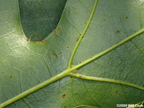 Scarlet Oak (Quercus coccinea)