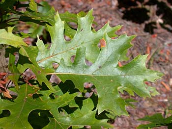 Scarlet Oak (Quercus coccinea)