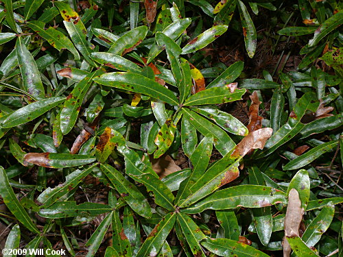 Running Oak (Quercus elliottii/pumila)