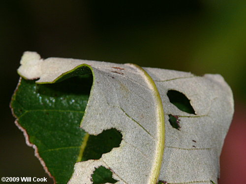 Running Oak (Quercus elliottii/pumila)