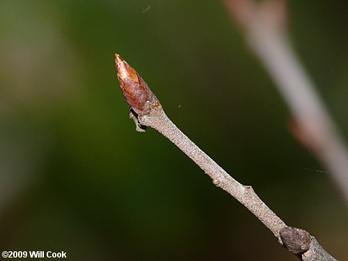 Running Oak (Quercus elliottii/pumila)