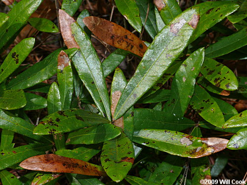 Running Oak (Quercus elliottii/pumila)