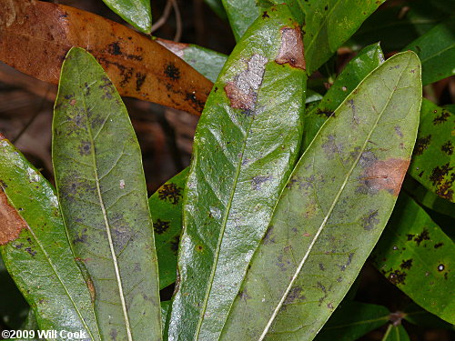 Running Oak (Quercus elliottii/pumila)