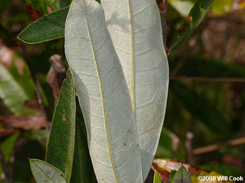 Running Oak (Quercus elliottii/pumila)