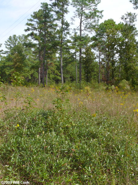 Running Oak (Quercus elliottii/pumila)