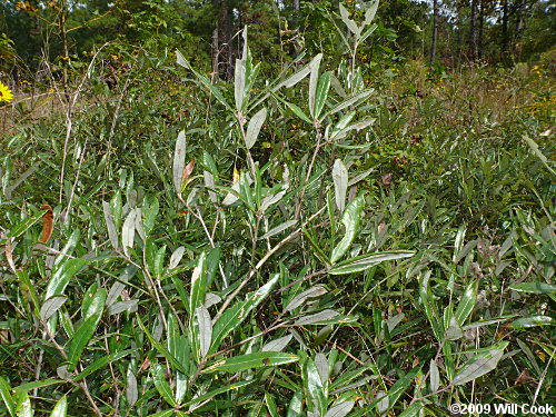 Running Oak (Quercus elliottii/pumila)