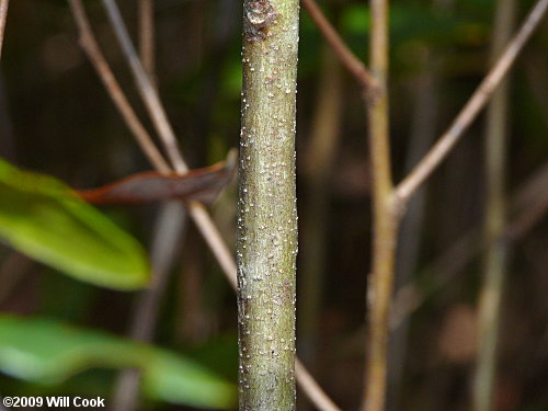 Running Oak (Quercus elliottii/pumila)