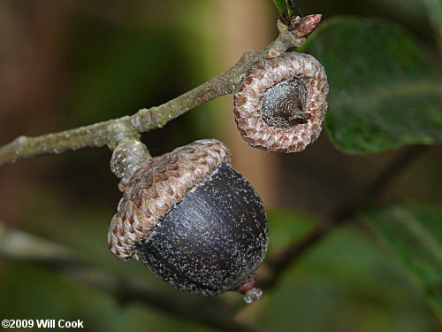 Running Oak (Quercus elliottii/pumila)