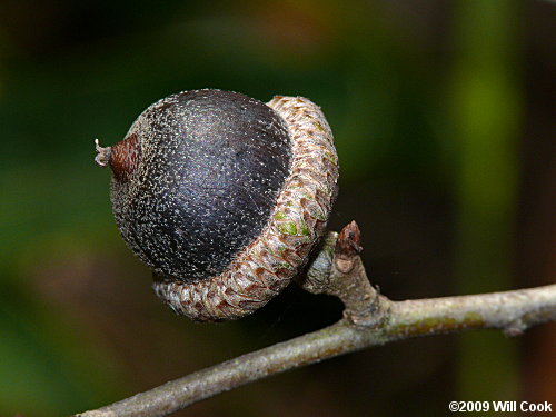 Running Oak (Quercus elliottii/pumila)