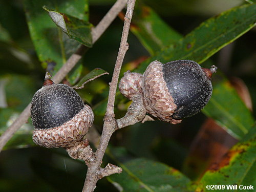 Running Oak (Quercus elliottii/pumila)