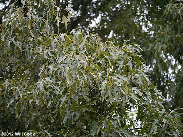 Southern Red Oak (Quercus falcata)