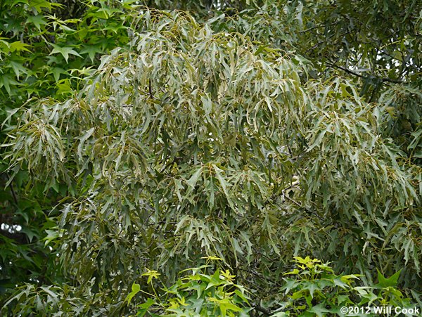 Southern Red Oak (Quercus falcata)