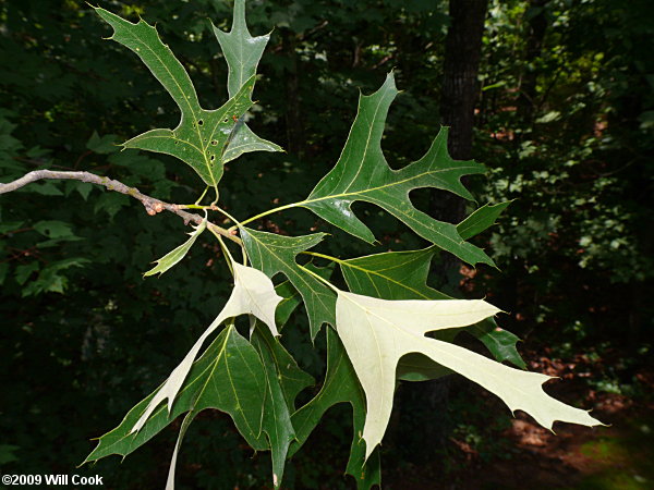 Southern Red Oak (Quercus falcata)