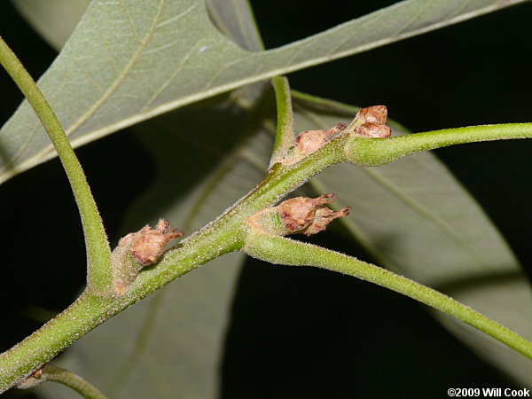 Southern Red Oak (Quercus falcata)