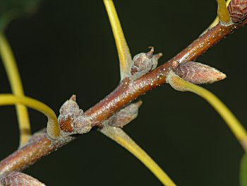 Southern Red Oak (Quercus falcata)