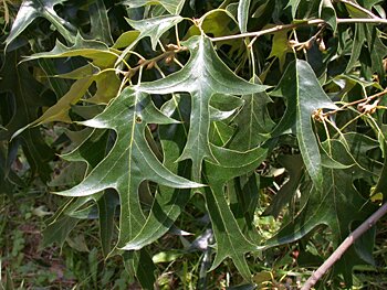 Southern Red Oak (Quercus falcata)