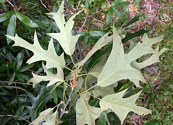 Southern Red Oak (Quercus falcata)