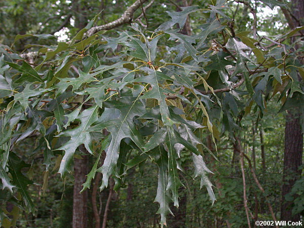 Southern Red Oak (Quercus falcata)