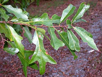 Southern Red Oak (Quercus falcata)