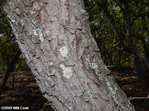 Sand Live Oak (Quercus geminata)