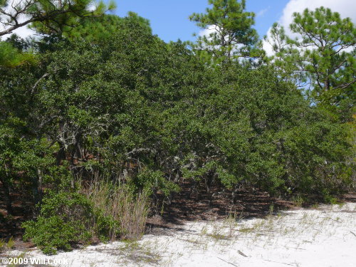 Sand Live Oak (Quercus geminata)