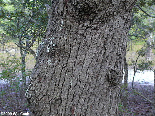 Sand Live Oak (Quercus geminata)