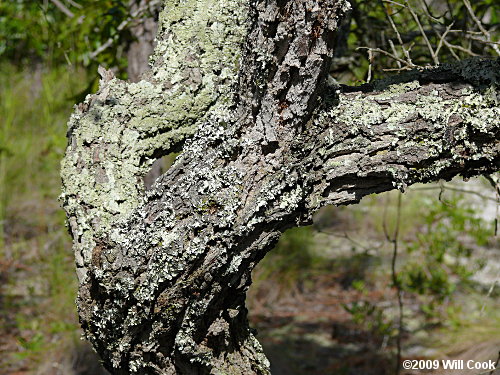 Sand Live Oak (Quercus geminata)