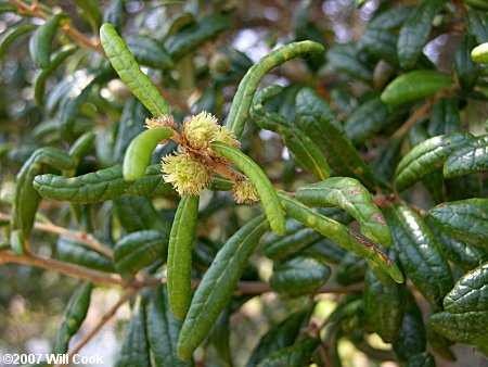 Sand Live Oak (Quercus geminata)