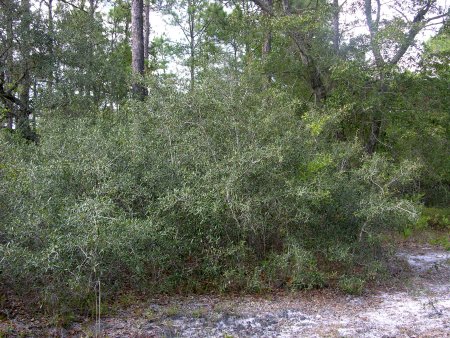 Sand Live Oak (Quercus geminata)