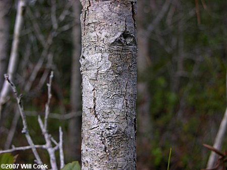 Sand Live Oak (Quercus geminata) bark
