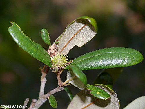 Sand Live Oak (Quercus geminata) leaves
