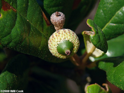 Sand Live Oak (Quercus geminata) acorn