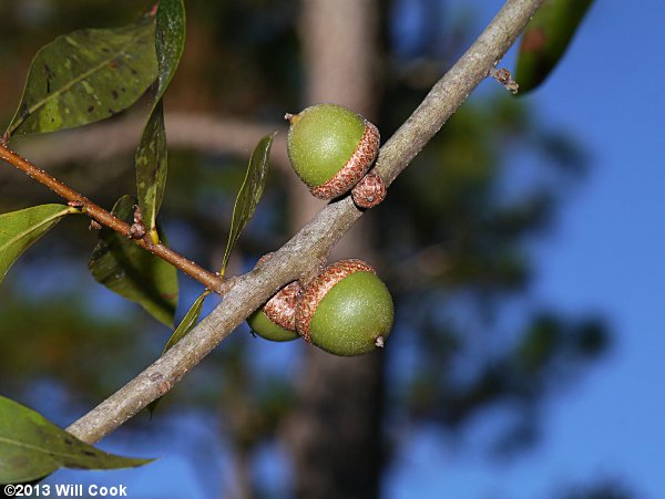 Sand Laurel Oak, Darlington Oak (Quercus hemisphaerica) acorns