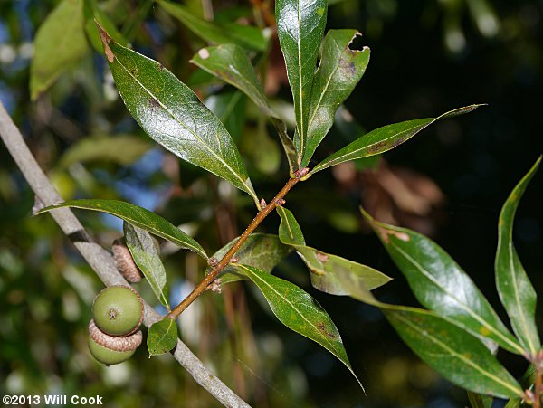 Sand Laurel Oak, Darlington Oak (Quercus hemisphaerica) leaves