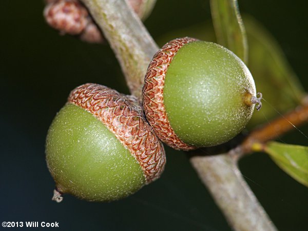 Sand Laurel Oak, Darlington Oak (Quercus hemisphaerica) acorns