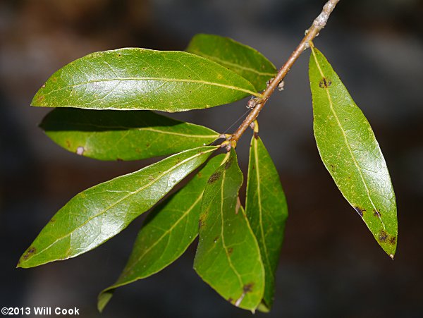Sand Laurel Oak, Darlington Oak (Quercus hemisphaerica) leaves