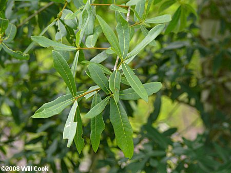 Sand Laurel Oak, Darlington Oak (Quercus hemisphaerica)