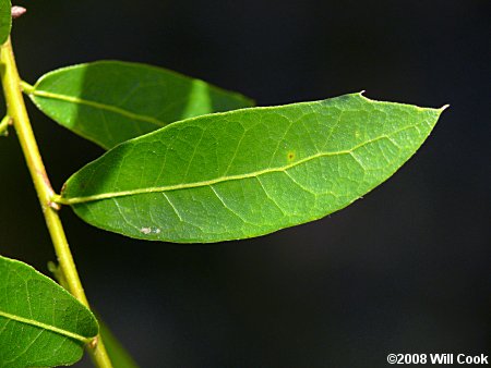 Sand Laurel Oak, Darlington Oak (Quercus hemisphaerica)