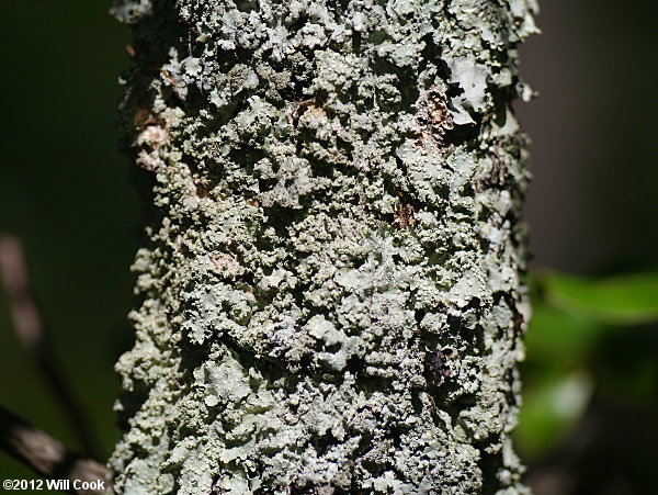 Table Mountain Pine (Pinus pungens) bark