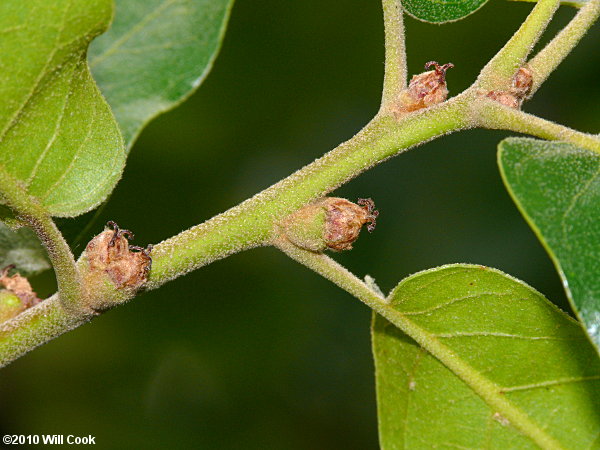 Bear Oak (Quercus ilicifolia)