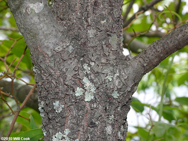 Bear Oak (Quercus ilicifolia)