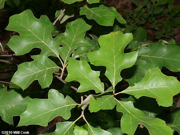 Bear Oak (Quercus ilicifolia)