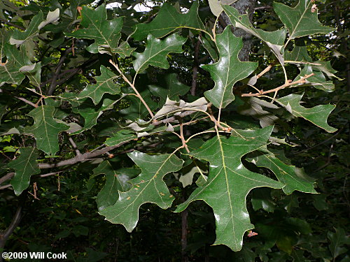 Bear Oak (Quercus ilicifolia)